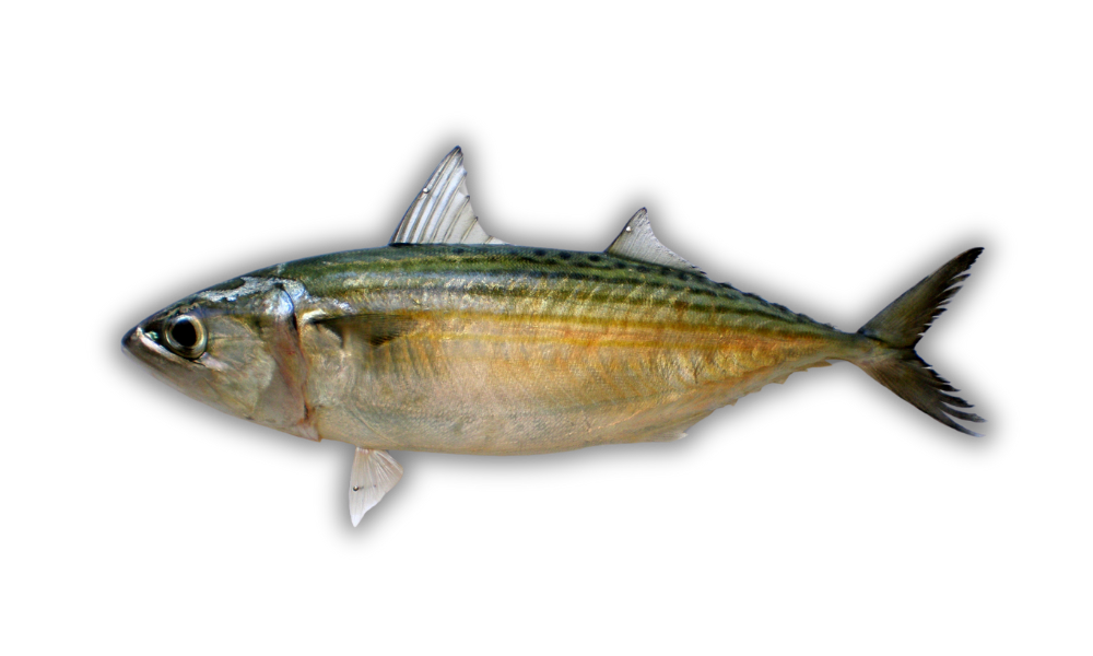 Indian Mackerel