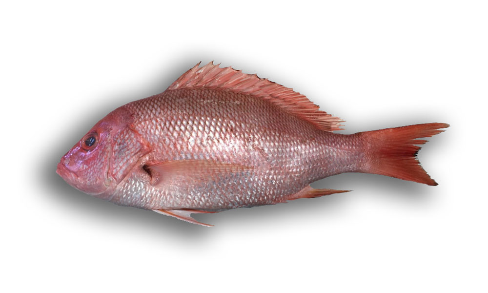 Red-Snapper