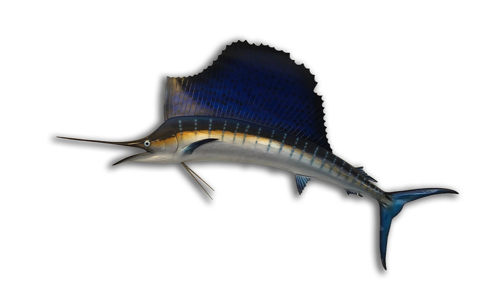 Sailfish
