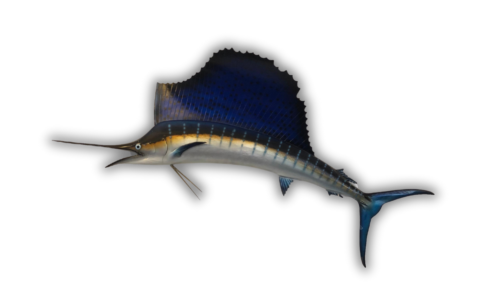 Sailfish