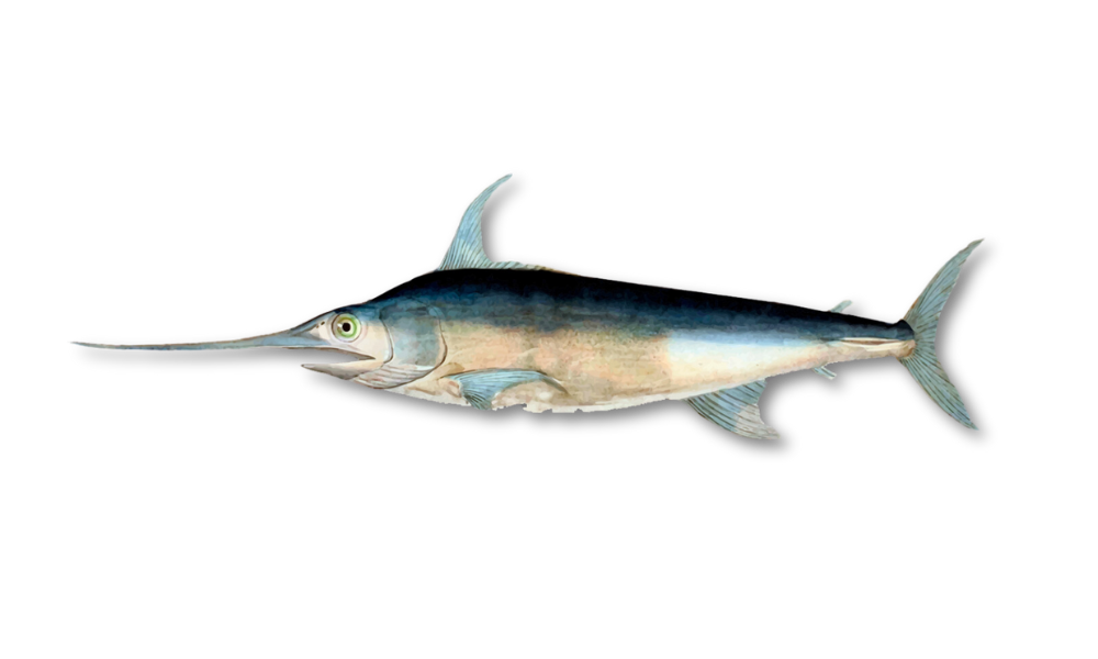 Swordfish