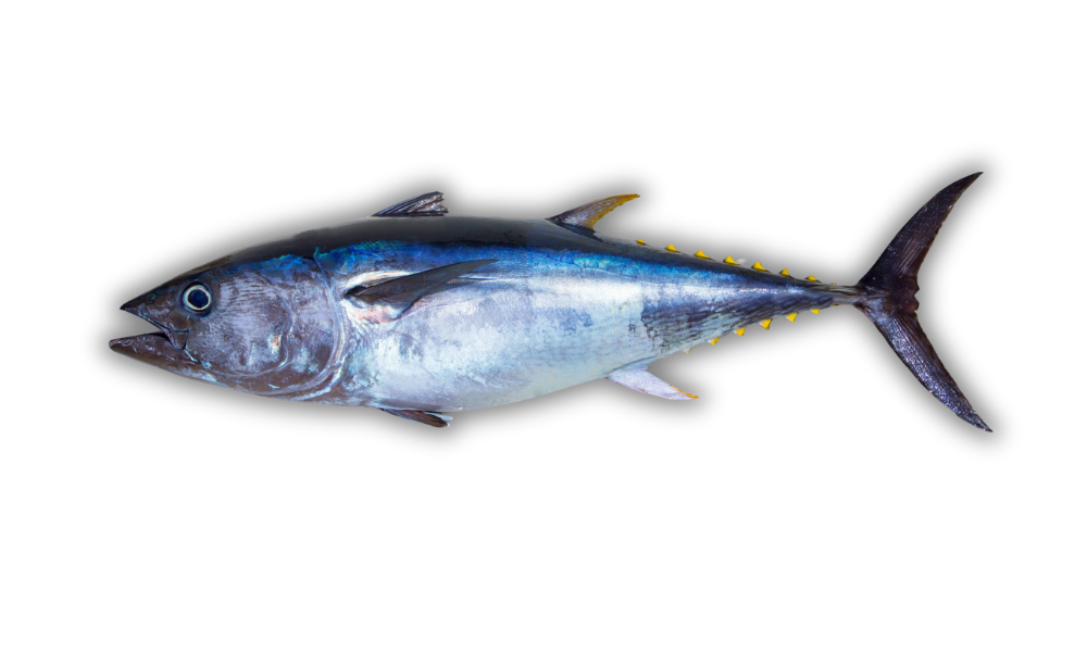 Yellowfin Tuna