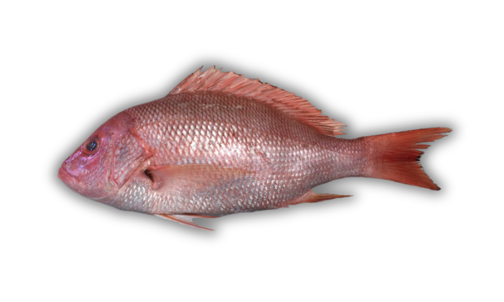 red snaper